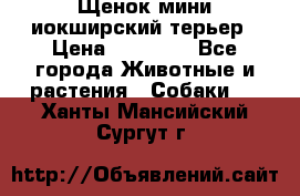 Щенок мини иокширский терьер › Цена ­ 10 000 - Все города Животные и растения » Собаки   . Ханты-Мансийский,Сургут г.